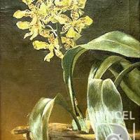 Rossioglossum schlieperianum  (orquídea) por Span, Emil