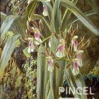 Oncidium schoederianum  (orquídea) por Span, Emil