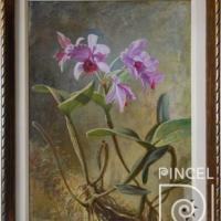 Cattleya patinii Cogn.- nombre antiguo: Catleya deckeri por Span, Emil